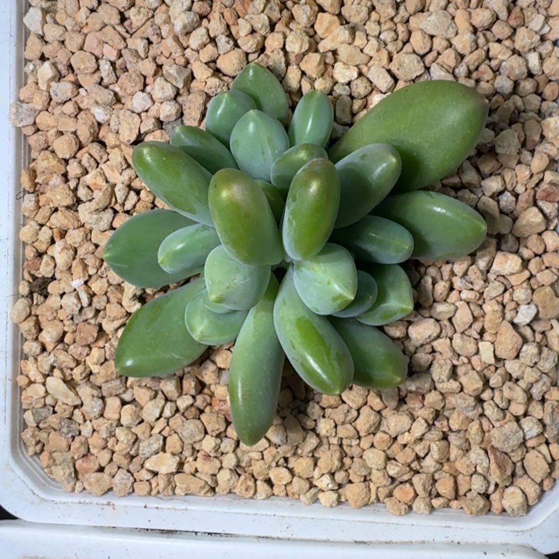 牛油果 3头 一物一拍