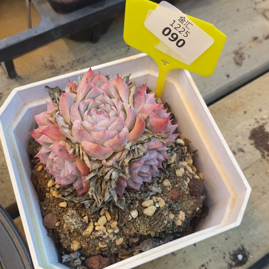 韩***店福利多多。1225090