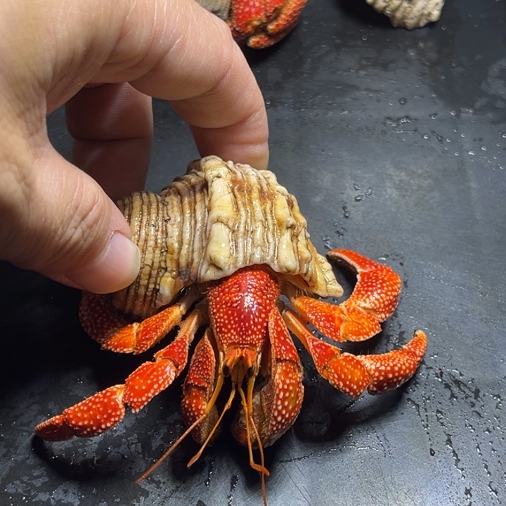 闪1号毛球3.0口径