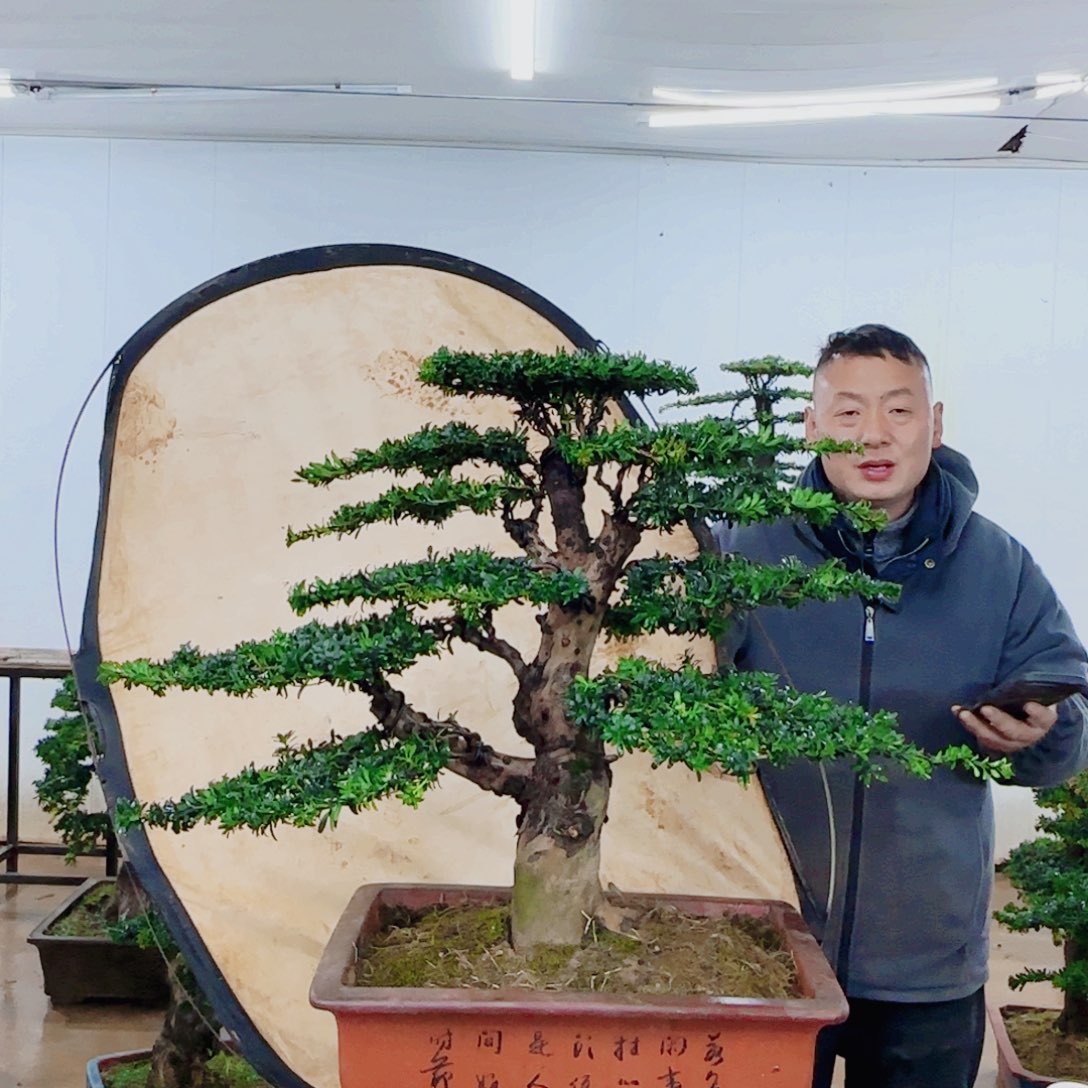 三***哥无花朵盆景园林……