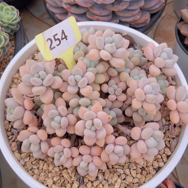 健健康康平平安安