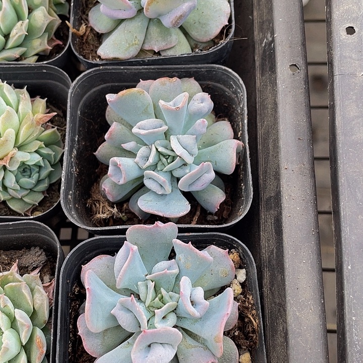 猪鼻子带盆土发货