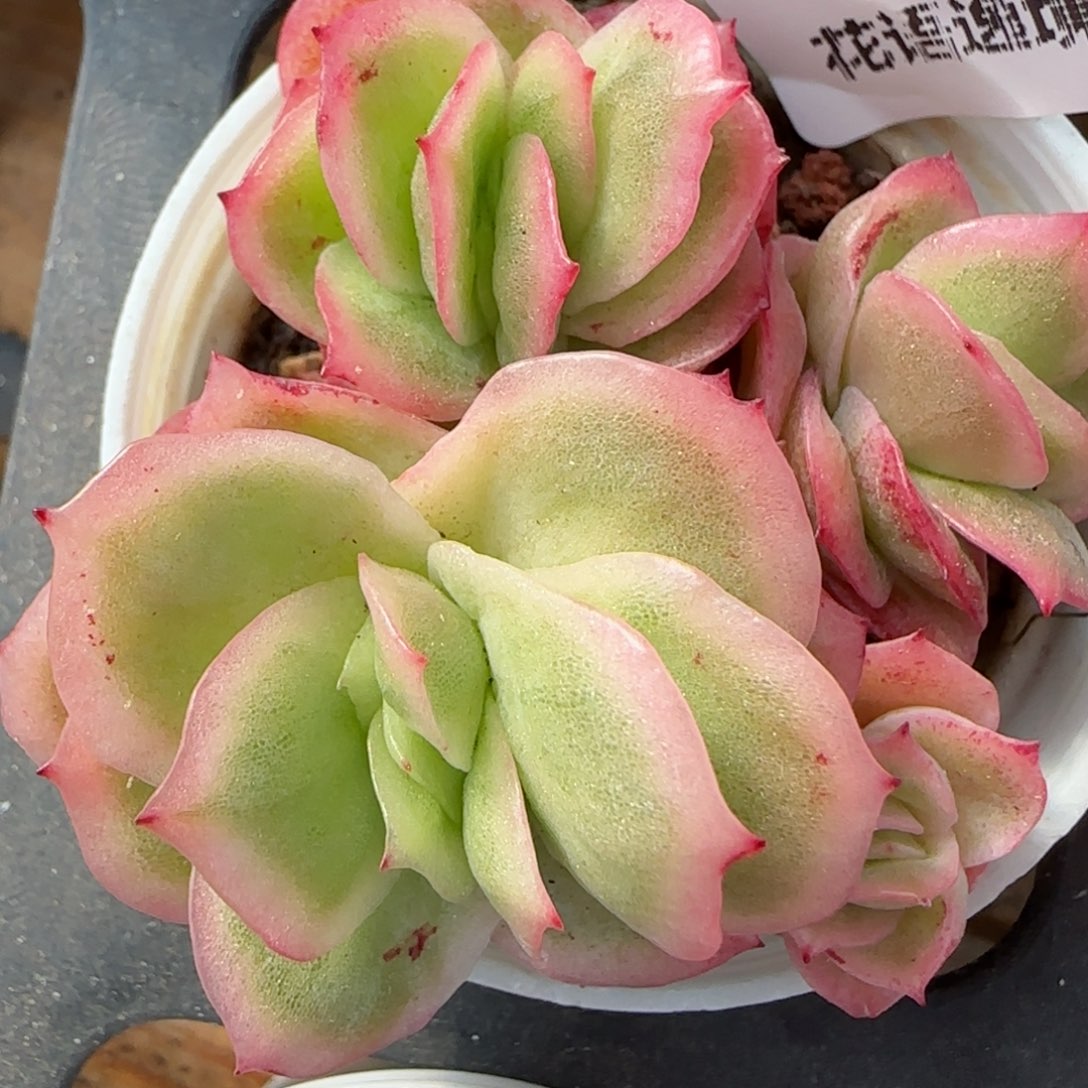 花语逸镜0226-25