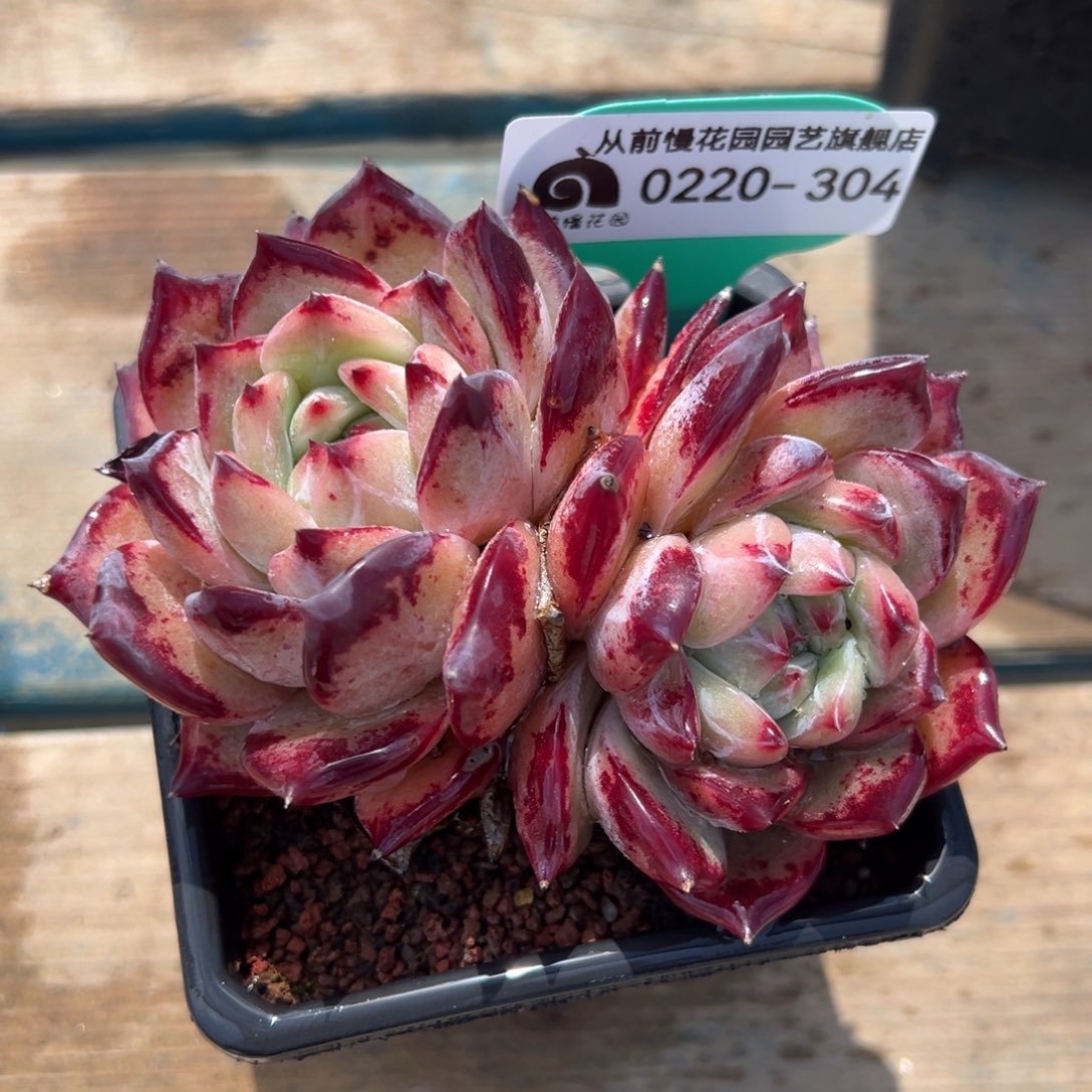 从前慢多肉精选编号0220.304