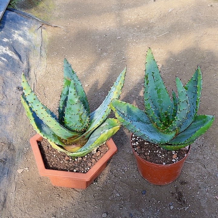 炸****完全开放元宝芦荟裸根两个