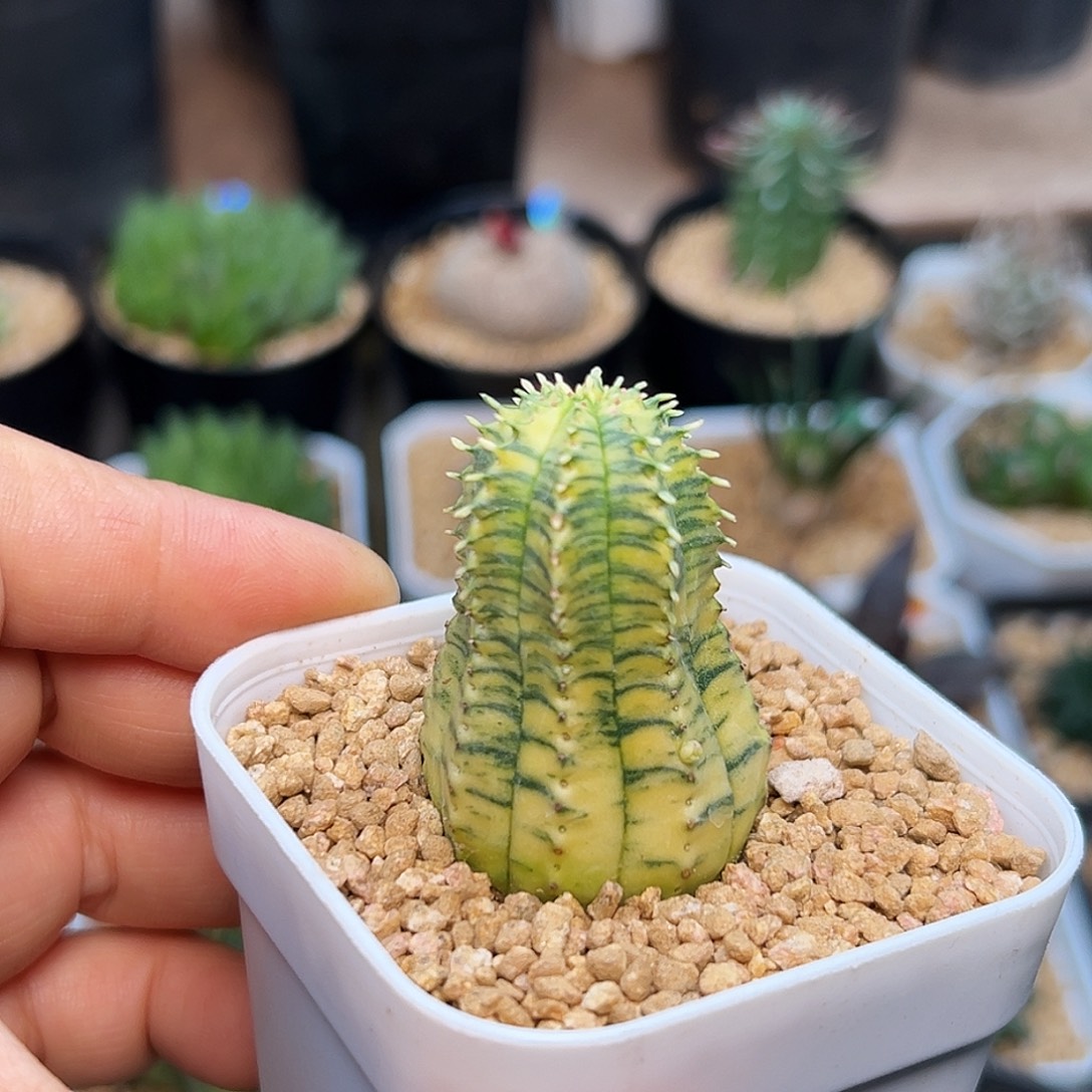 布纹球锦一颗一颗