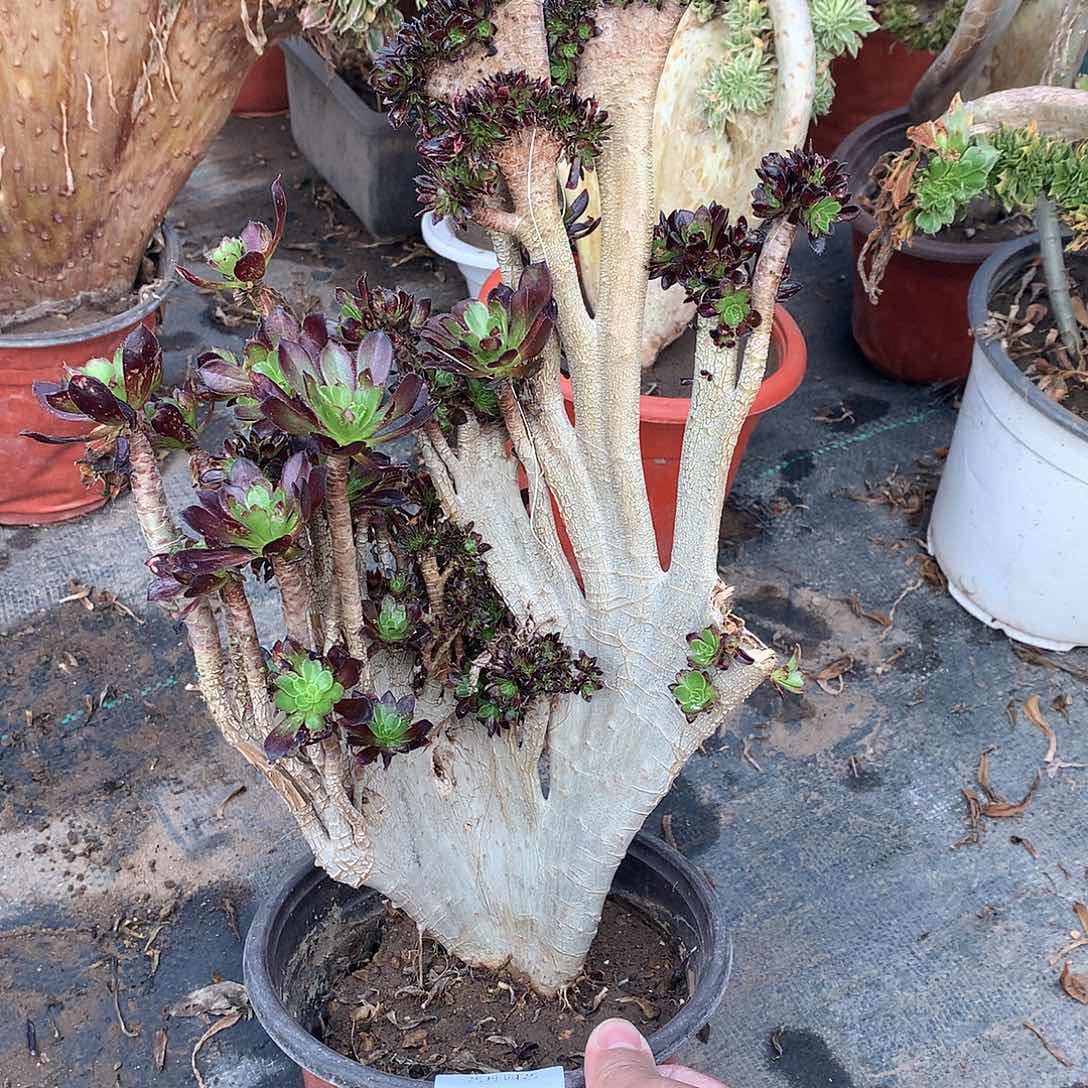 070黑法师瑕疵缀化