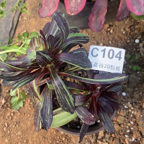 104水墨丹青砍过多肉