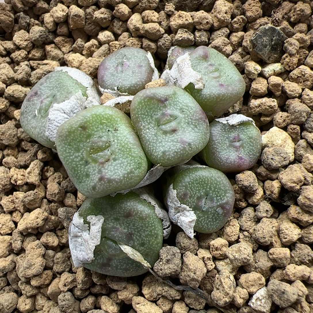 【闪购商品】299 方碗