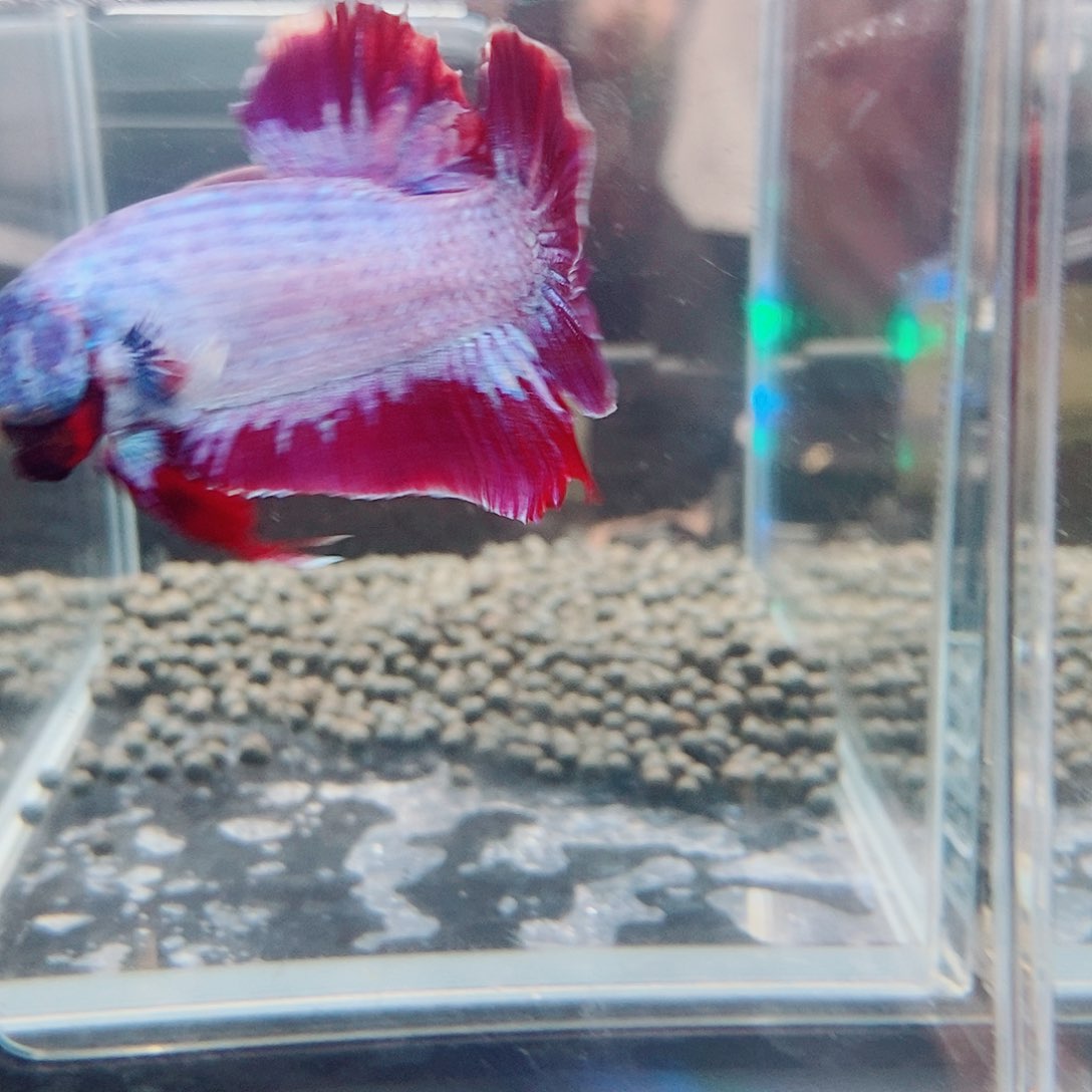 斗鱼黑74号巨斗将军