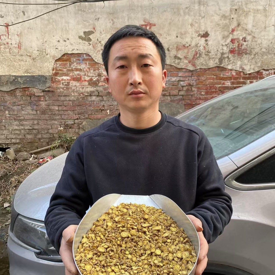 黄芩 山西黄芩子芩非重要山上挖的切片子
