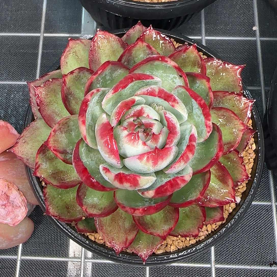 从前慢花园精选惊鸿仙子