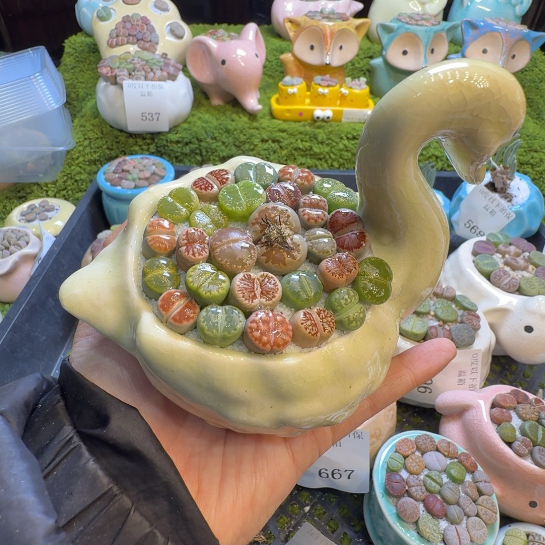 全***)多肉植物福利冲1011