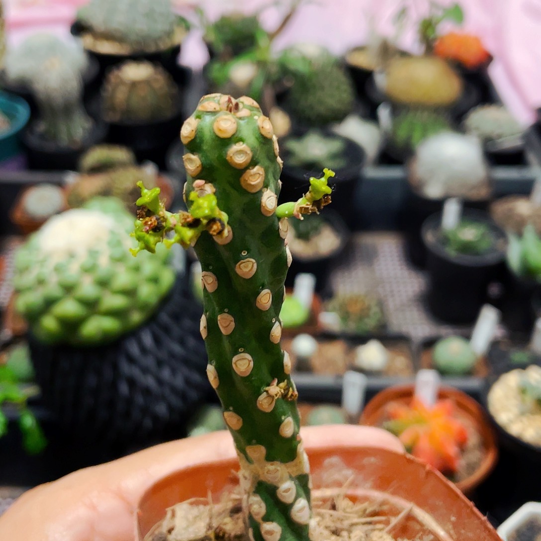 仙人球裸根25包邮