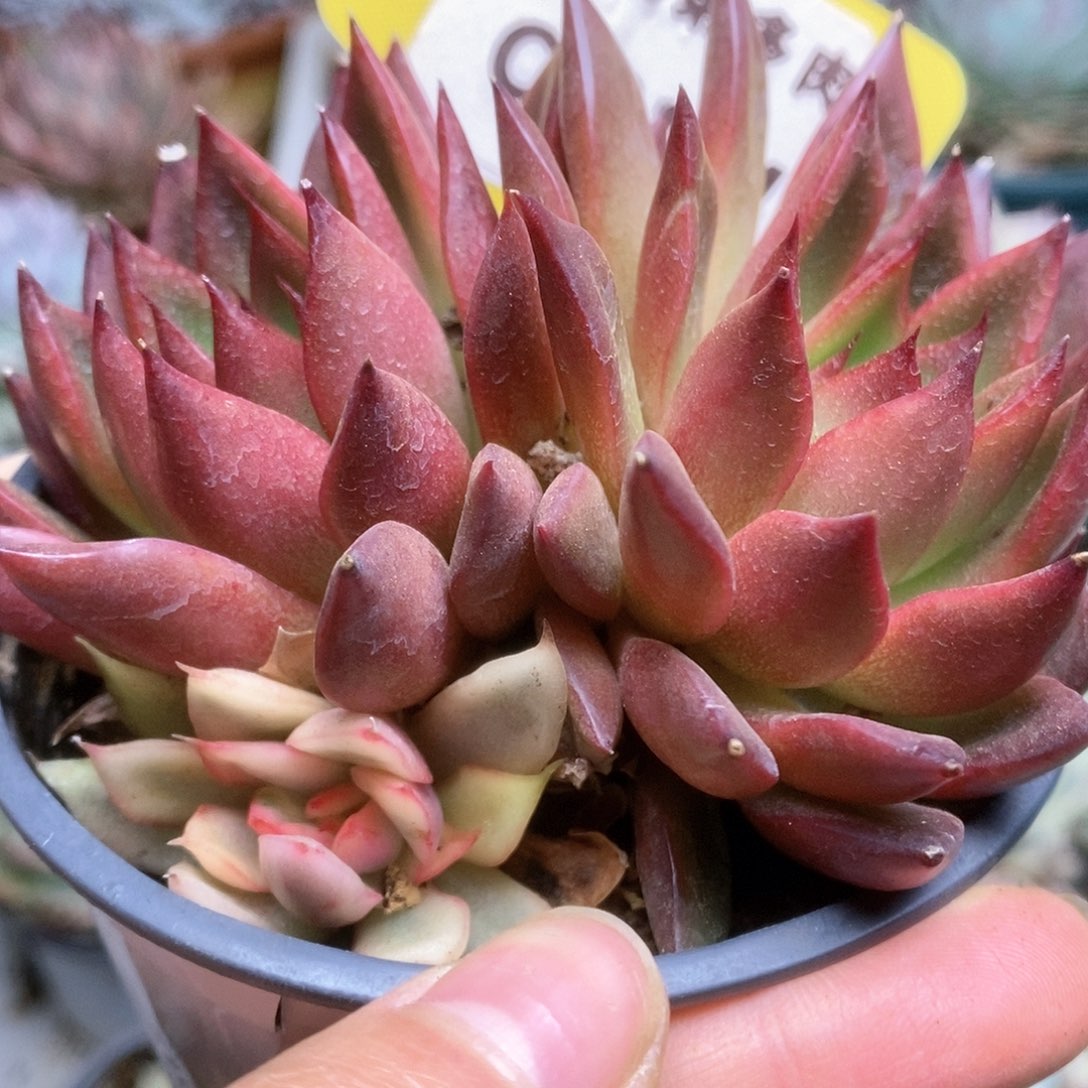 C144东云锦锦锦锦锦锦