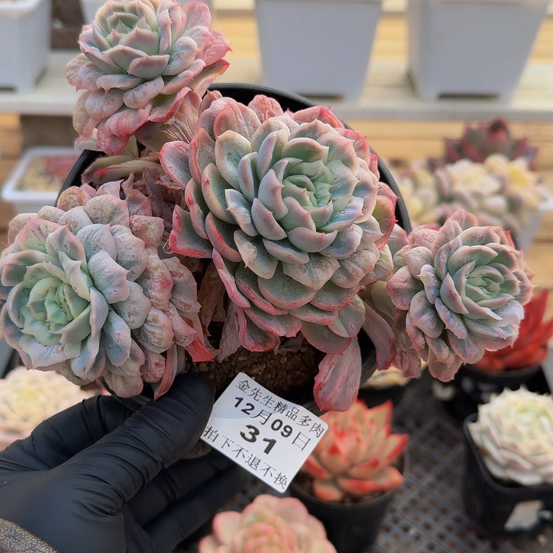 1209-31泡泡纱裙群