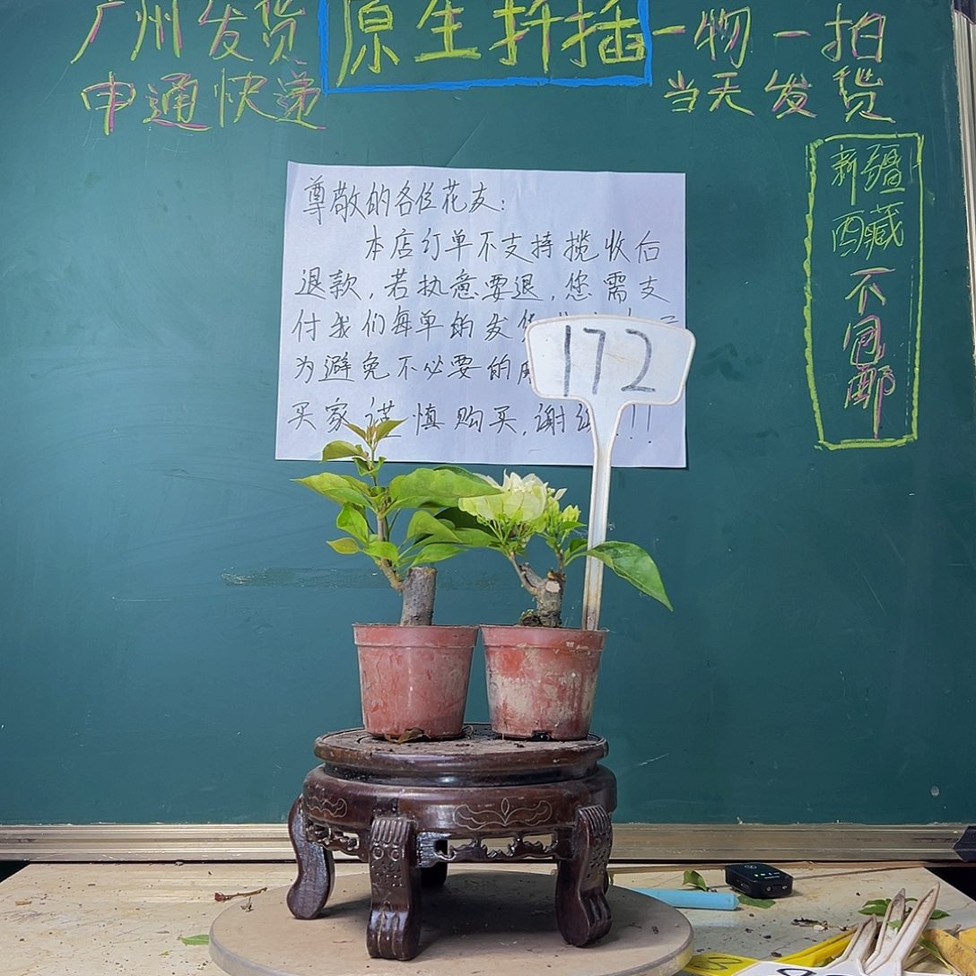 当前无花栽培后可以开花维拉白掌中宝 同安红掌中宝172