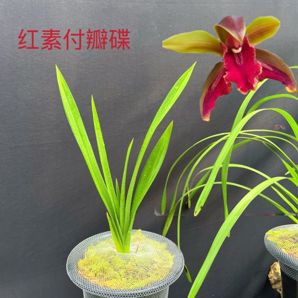  A10（红素付瓣碟）一苗引种苗 又名碧龙红素 兰花奇花异草人工种植