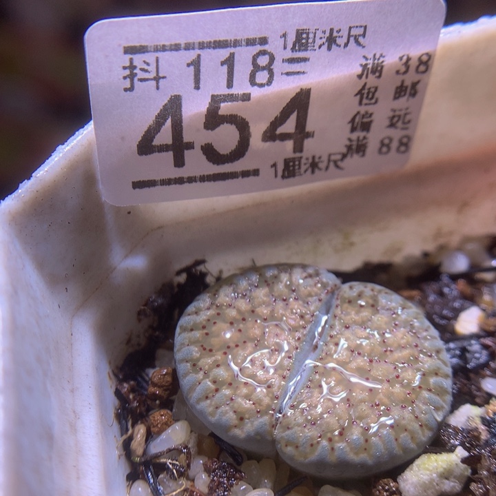 精品生石花118.454