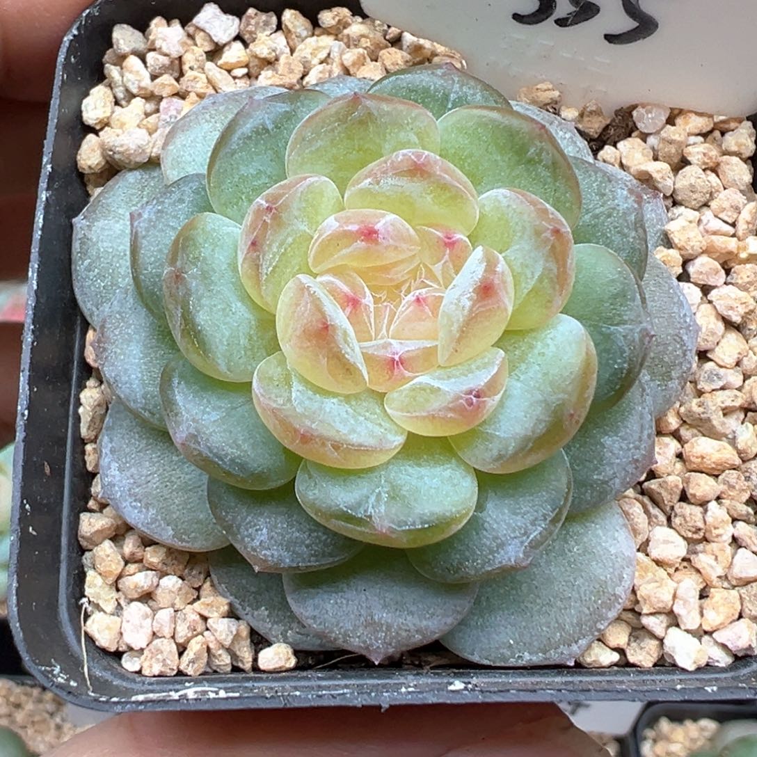 355号风花雪月系列清浅
