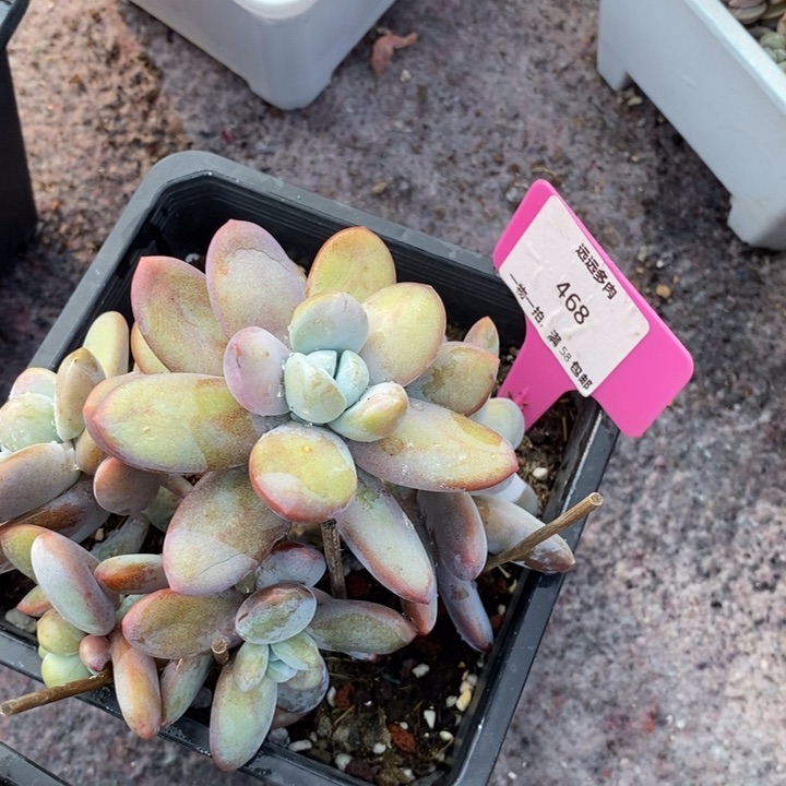 468雪美人老庄肉肉肉肉肉