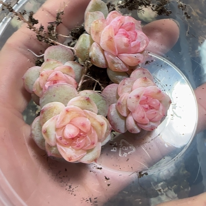 c***》97 号王者系列产品多肉一盒