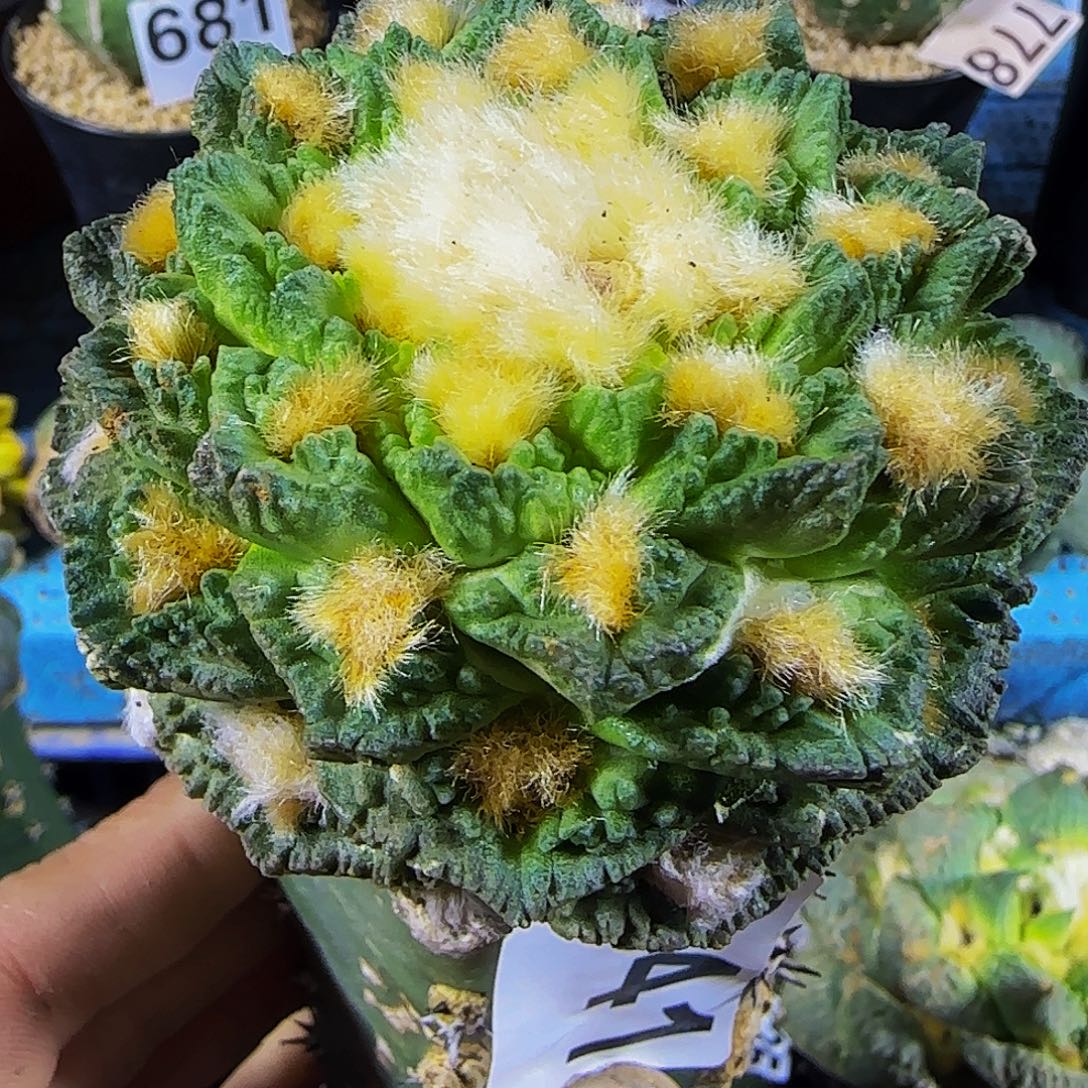 翘尤龟甲841。            