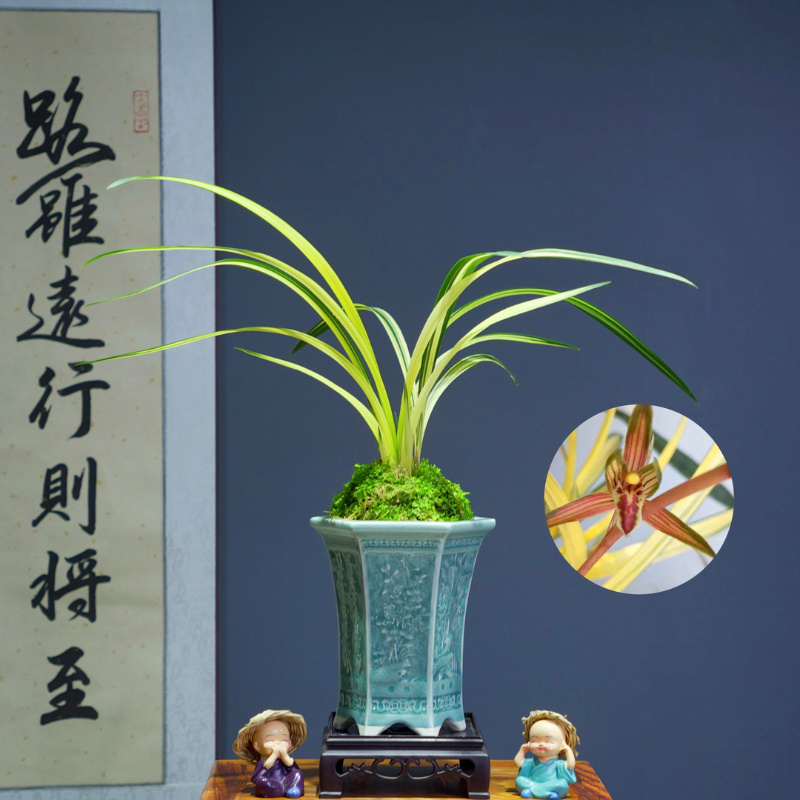 兰花墨兰[南阳之松]带花苞浓香型带陶瓷盆种好勤花勤芽好养易活
