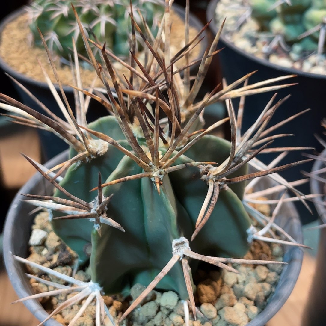 仙人球水牛角大凤玉6.5厘米