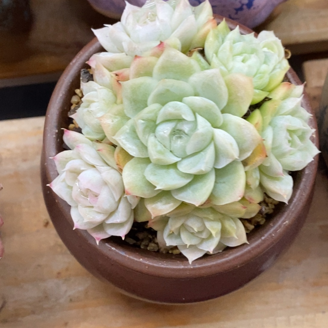 精品多肉一物一拍不包整329