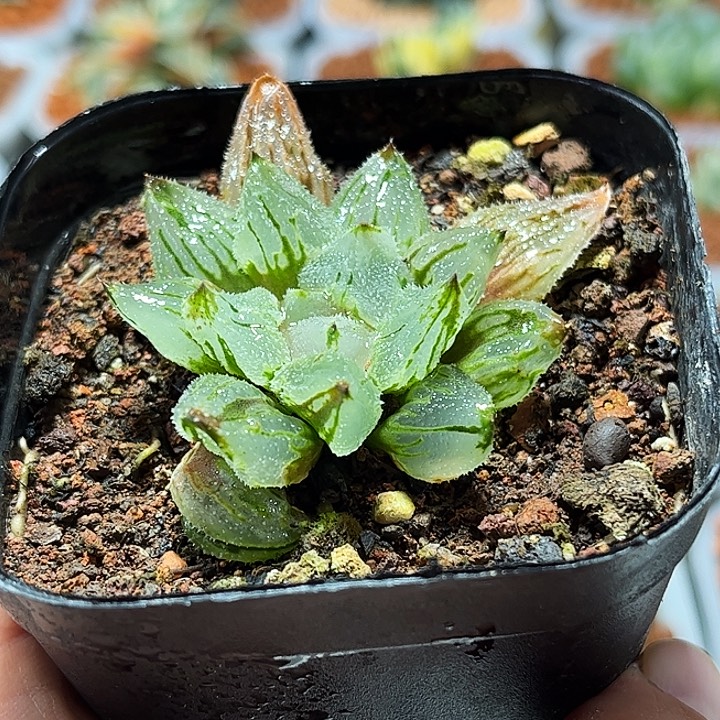 十二卷多肉冰蟹111