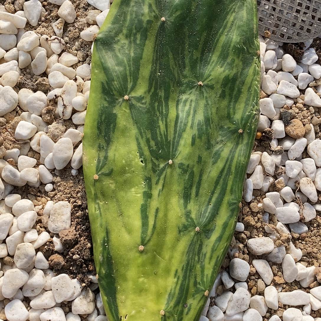 大理石仙人掌。高度20公分以上。发2片