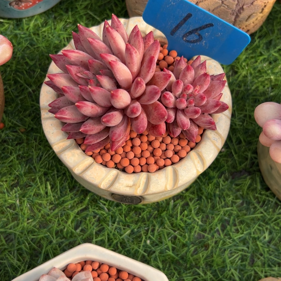 用***1车厘子多肉植物保护研究所