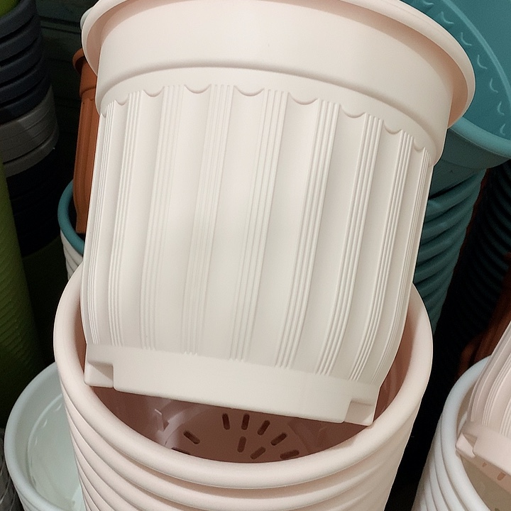 罗马口28高24粉4个