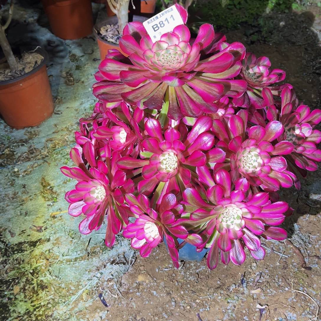 多肉植物811红铜白