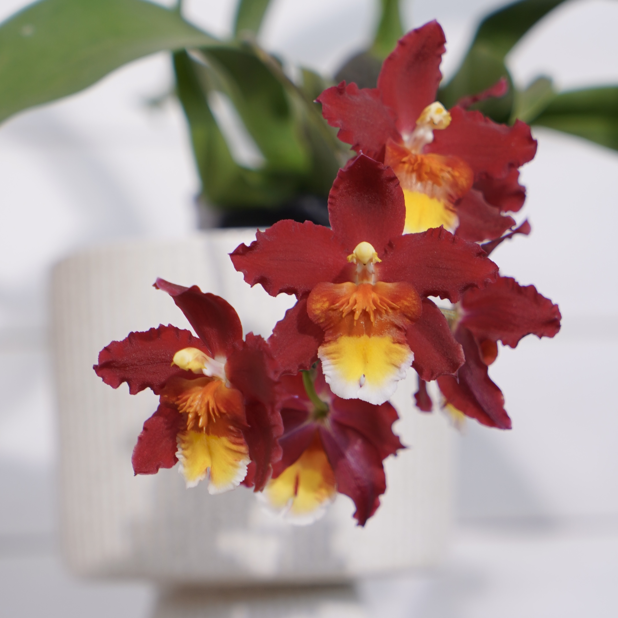 彗心兰桌面花【H系列】