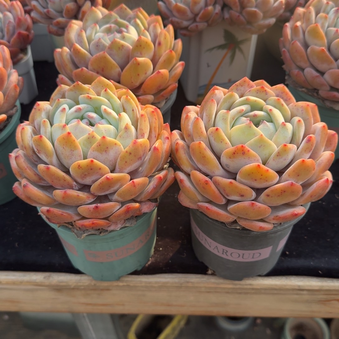 若***若一组两颗，专拍链接。