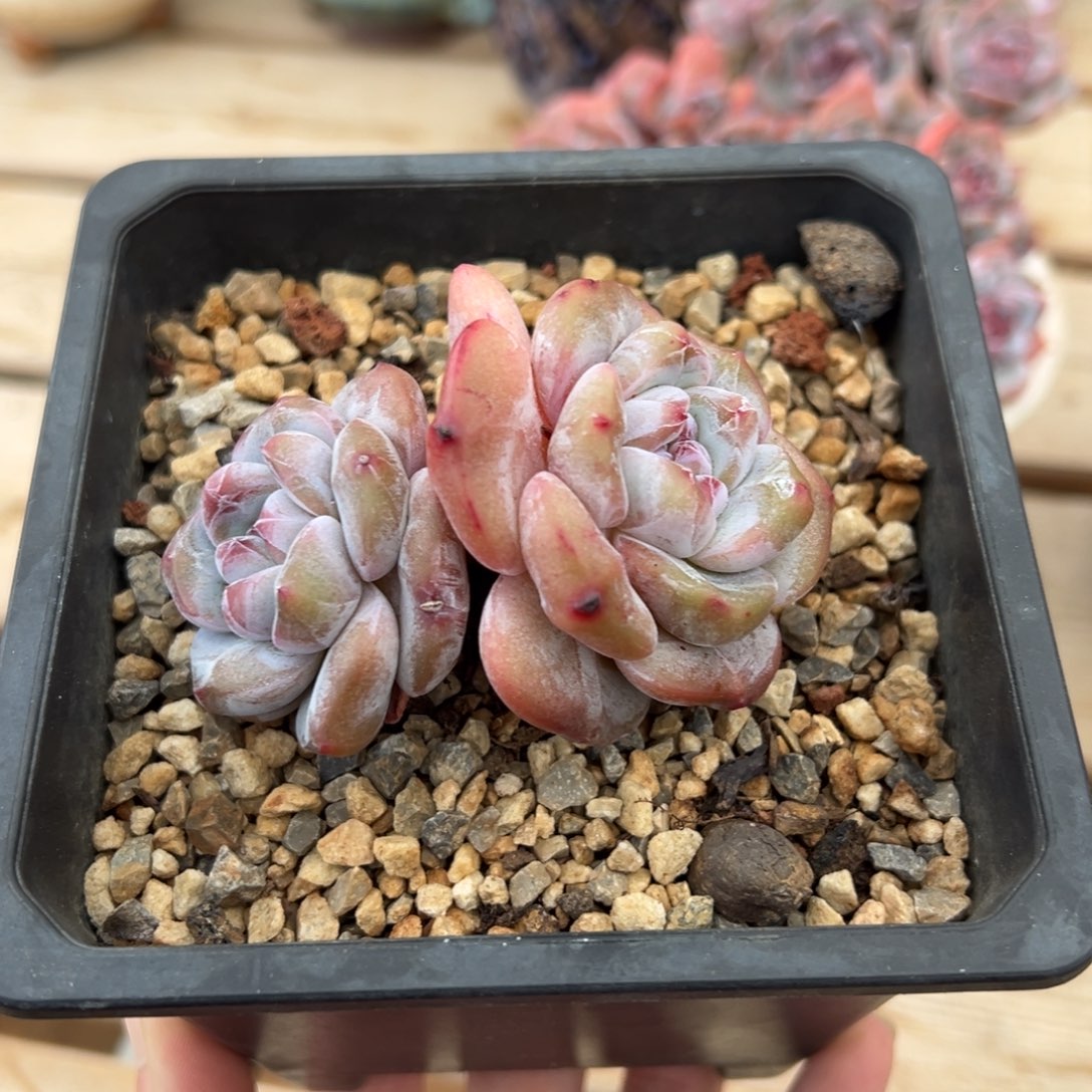 两头肥脸哈哈哈哈