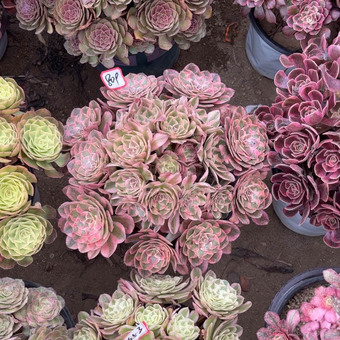 809多肉植物云荷法师