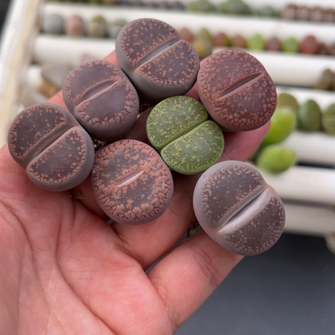 12.13好看的多肉脱土发货874