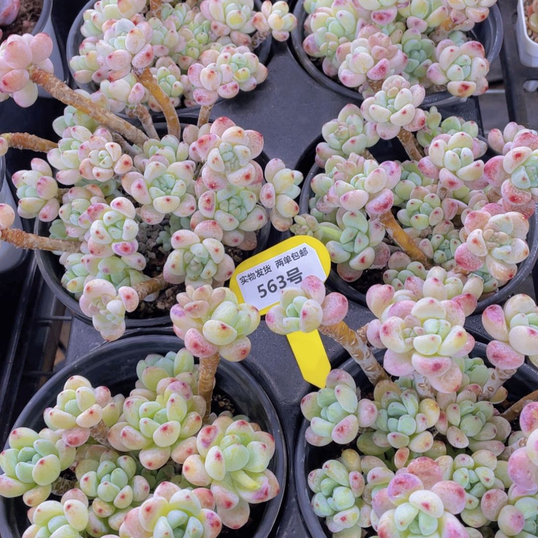 563号老桩罗琦母本大群一个