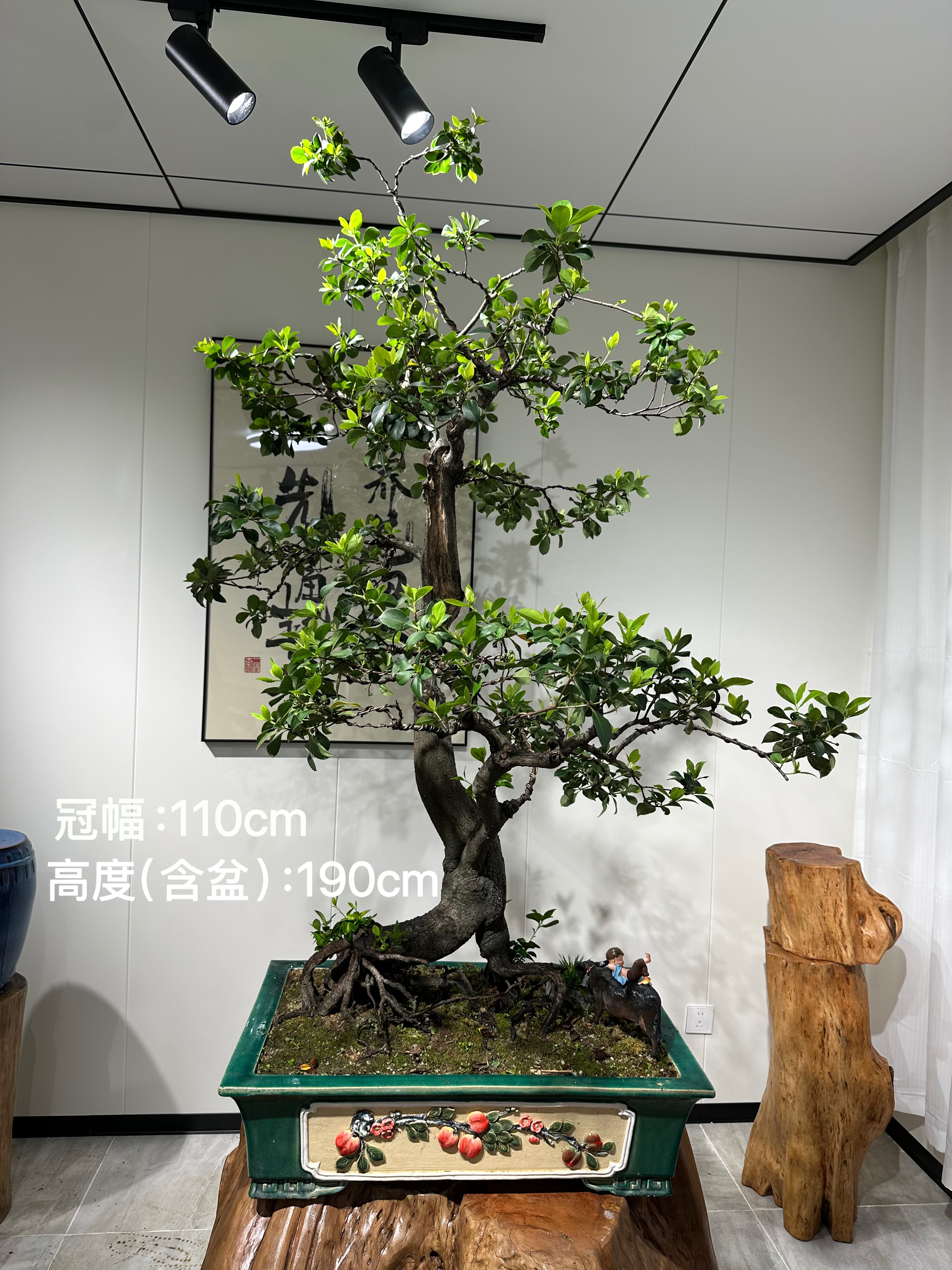 海岛春花 带舍利老桩盆景