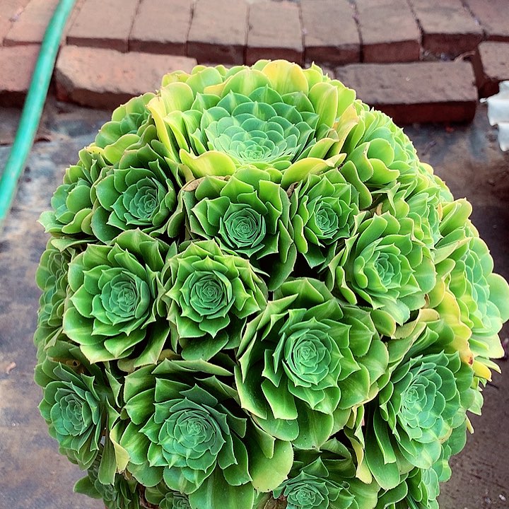 琉璃捧花，有点微瑕