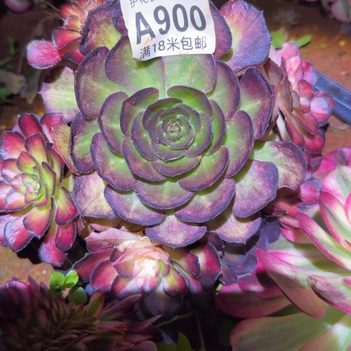 多肉法师海王七彩