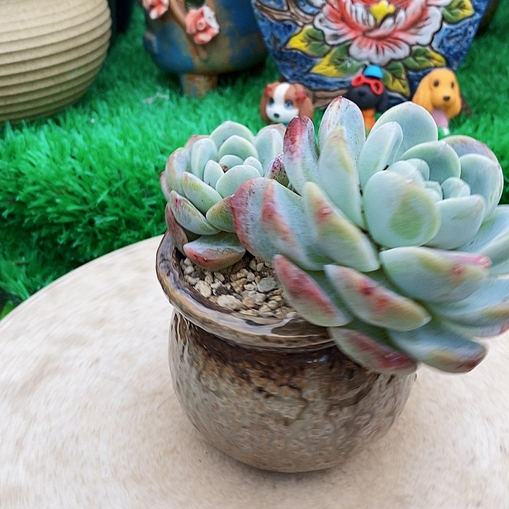 冰玉老庄整无砍多肉