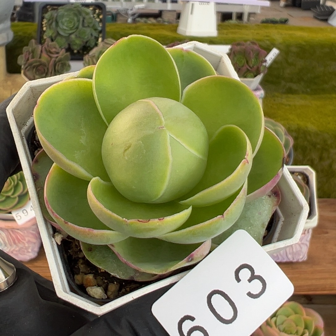 斗***移603禧桃优选6.2厘米