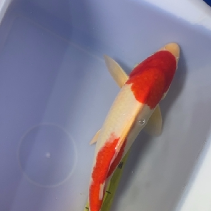 锦鲤锦鲤红还三色
