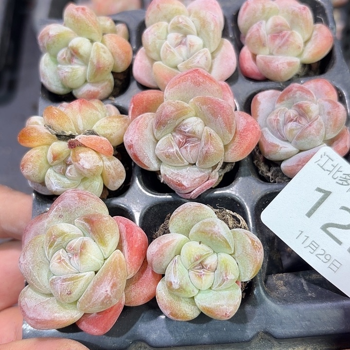 125 号到手1框一物一拍