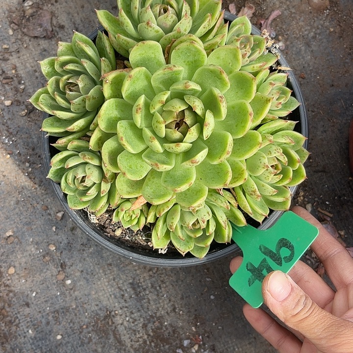 晨语多肉，一物一拍绿水晶94