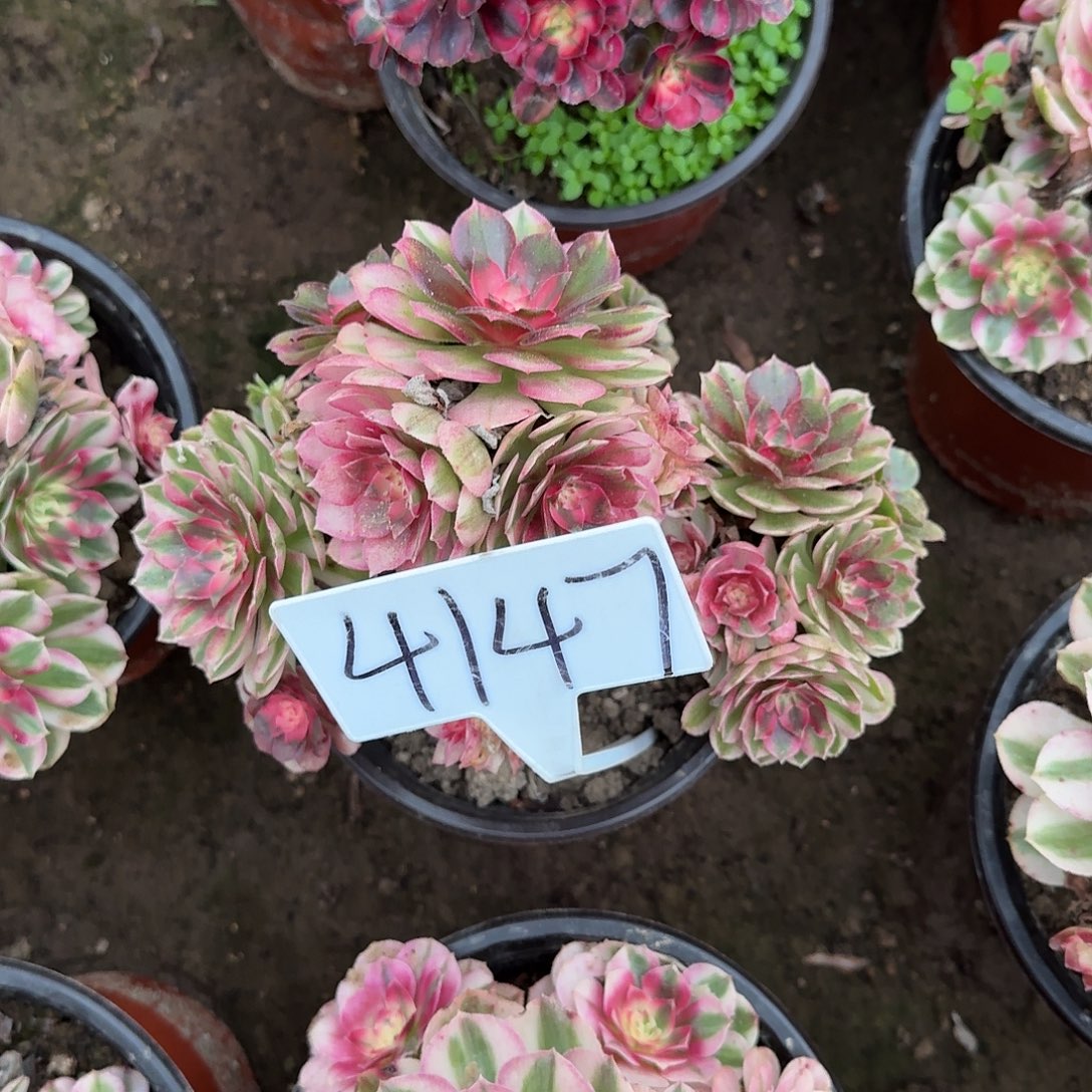 4147倾城多肉法师多肉